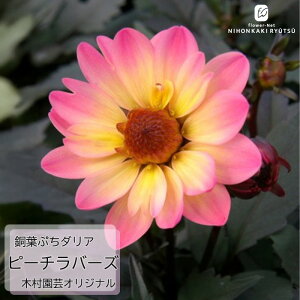 \̔ _A c tՂ_A s[`o[Y 10.5cm|bg ؑ| IWii ␫ ԕc K[fjO c 11{ȍ~