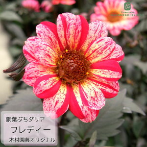 \̔ _A c tՂ_A tfB[ 10.5cm|bg ؑ| IWii ␫ ԕc K[fjO c 11{ȍ~