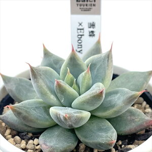 A yukGPxA I×Ebony A D؉̕c  GPxA 6cm|bg