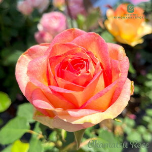 \̔ oc oVc A[j _i KN ΂ Yc [Y IWii 2way[Y oks 4{ȍ~