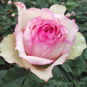 \̔ oc oVc  _i KN ΂ Yc [Y IWii 2way[Y oks 4{ȍ~