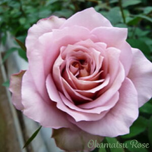 \̔ oc oVc Ib|Z^[ _i KN ΂ Yc [Y IWii 2way[Y oks 4{ȍ~