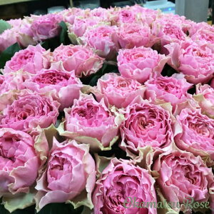 \̔ oc oVc J[g _i KN ΂ Yc [Y IWii 2way[Y oks 4{ȍ~