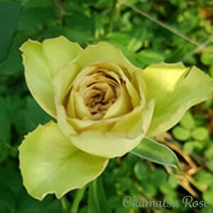 \̔ oc oVc JtFX _i KN ΂ Yc [Y IWii 2way[Y oks 4{ȍ~