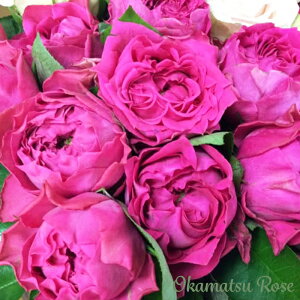 \̔ oc oVc  _i KN ΂ Yc [Y IWii 2way[Y oks 4{ȍ~