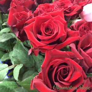 \̔ oc oVc  _i KN ΂ Yc [Y IWii 2way[Y oks 4{ȍ~