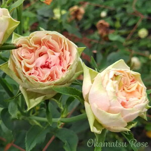 \̔ oc oVc SbgOO _i KN ΂ Yc [Y IWii 2way[Y oks 4{ȍ~