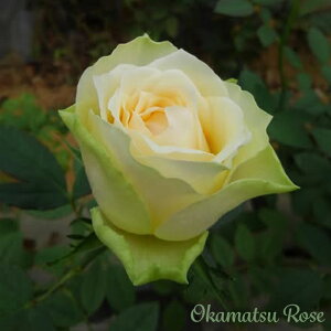 \̔ oc oVc Sbh}U[ _i KN ΂ Yc [Y IWii 2way[Y oks 4{ȍ~