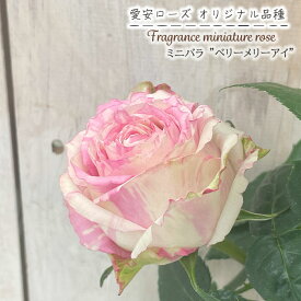予約販売 ミニバラ ベリーメリーアイ 3号ポット 四季咲き 強香 香り バラ 薔薇 バラ苗 苗 ピンク 愛安ローズ オリジナル品種 ars 11月上旬以降発送