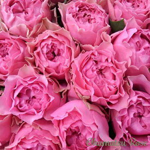 \̔ oc oVc g _i KN ΂ Yc [Y IWii 2way[Y oks 4{ȍ~