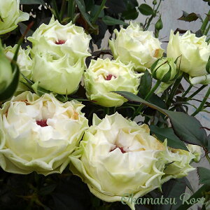 \̔ oc oVc g _i KN ΂ Yc [Y IWii 2way[Y oks 4{ȍ~