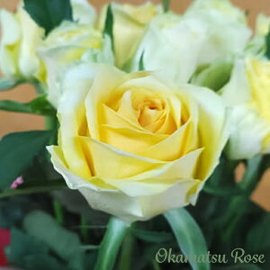 \̔ oc oVc X^jO[ _i KN ΂ Yc [Y IWii 2way[Y oks 4{ȍ~