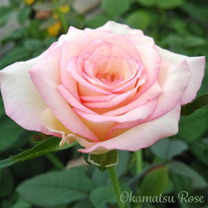 \̔ oc oVc   _i KN ΂ Yc [Y IWii 2way[Y oks 4{ȍ~