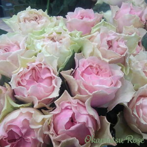 \̔ oc oVc dg _i KN ΂ Yc [Y IWii 2way[Y oks 4{ȍ~