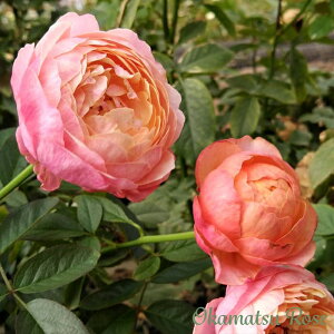 \̔ oc oVc xY _i KN ΂ Yc [Y IWii 2way[Y oks 4{ȍ~