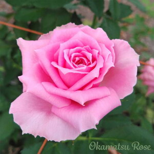 \̔ oc oVc ԗ _i KN ΂ Yc [Y IWii 2way[Y oks 4{ȍ~