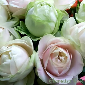 \̔ oc oVc  _i KN ΂ Yc [Y IWii 2way[Y oks 4{ȍ~