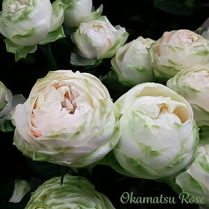 \̔ oc oVc R _i KN ΂ Yc [Y IWii 2way[Y oks 4{ȍ~