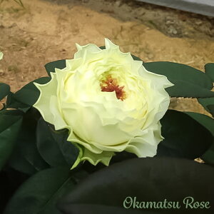 \̔ oc oVc Ⴞ _i KN ΂ Yc [Y IWii 2way[Y oks 4{ȍ~