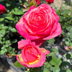 \̔ oc oVc 񂲈 _i KN ΂ Yc [Y IWii 2way[Y oks 4{ȍ~