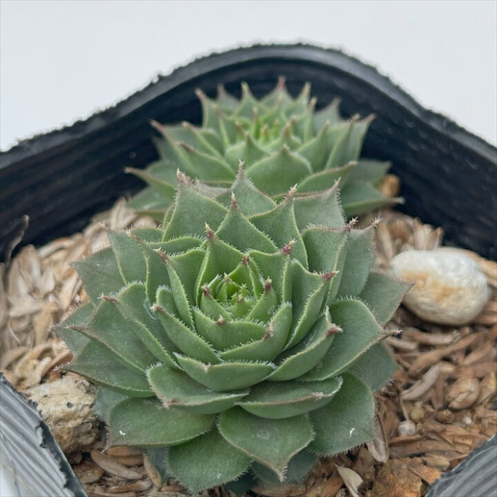 楽天市場】多肉植物 sfセンペルビウム グミベアヒェン 7.5cmポット 
