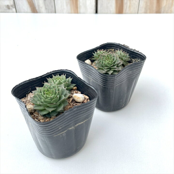 楽天市場】多肉植物 sfセンペルビウム グミベアヒェン 7.5cmポット 