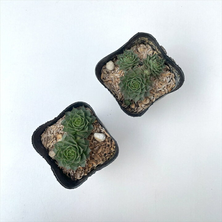 楽天市場】多肉植物 sfセンペルビウム グミベアヒェン 7.5cmポット 