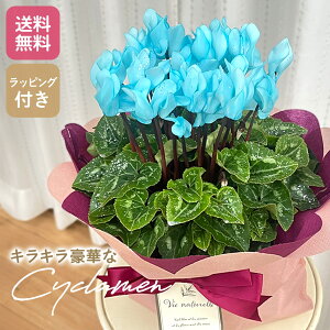 \̔ tVN u[ 5  Ε ~Mtg v[g A  12{ȍ~