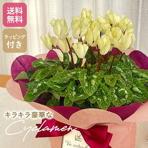 \̔ tVN CG[ 5  Ε ~Mtg v[g A  12{ȍ~