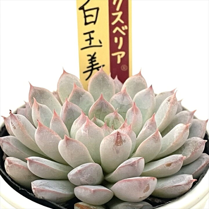 楽天市場】多肉植物 oriミックスベリア No.064 白玉美尼 多肉植物 お 
