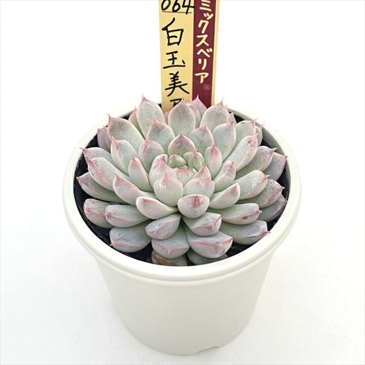 楽天市場】多肉植物 oriミックスベリア No.064 白玉美尼 多肉植物 お 