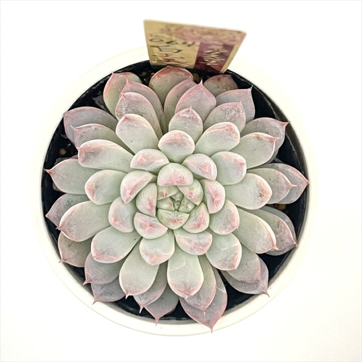 楽天市場】多肉植物 oriミックスベリア No.064 白玉美尼 多肉植物 お  