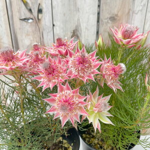 �\��̔� �W���[�C�Z�����A �v���e�B�s���N 5���� �������� �I�[�W�[�v�����c �c�� �Ԗ� 2�����{�ȍ~����