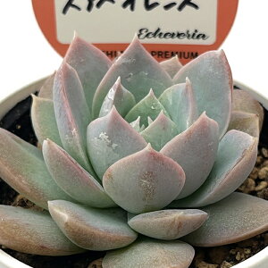 A kswZ_ XAxIX Xc Z_ 6cm|bg