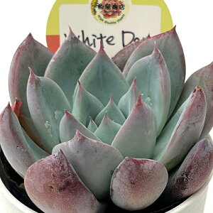 A kswGPxA White Day Xc GPxA 6cm|bg