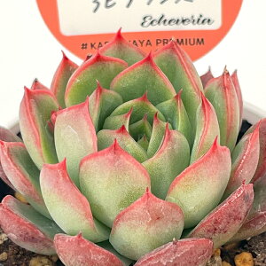 A kswGPxA O[AsAX Xc GPxA 6cm|bg