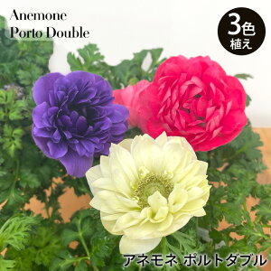 \̔ All c |g_u 3FA 10.5cm|bg N K[fjO ԕc h c 2{ȍ~