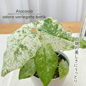 ϗtA AJVA IhoGK[^ oeBbN 4 ϗtA ^   蕨 v[g CeA 