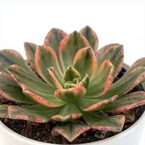 A hmAGIjE O[eB[ A AGIjE 6cm|bg