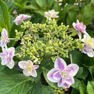 \̔ AWTC ܂т 9cm`10.5cm|bg  KAMOZNV nChWA c ԕc c  z kbt 10{ȍ~
