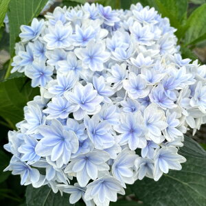 \̔ AWTC _ 9cm`10.5cm|bg ZCE  KAMOZNV nChWA c ԕc c  z kbt 10{ȍ~