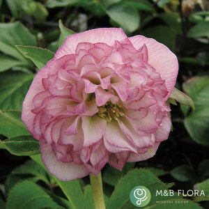 NX}X[Yc I[v}hX 9cm|bg R| h ԕc K[fjO c mbc