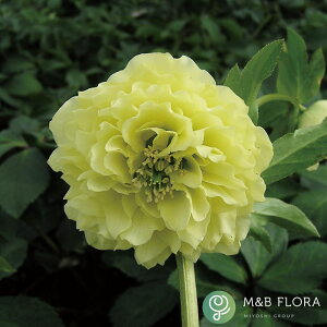 NX}X[Yc [v}hX 9cm|bg R| h ԕc K[fjO c mbc