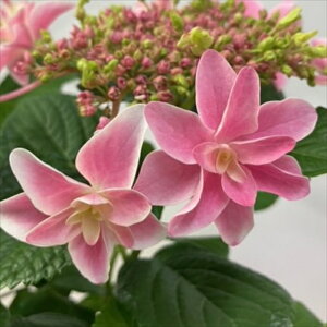 \̔ AWTC q sN 10.5cm|bg VVIE nChWA c ԕc c  z okd 10{ȍ~