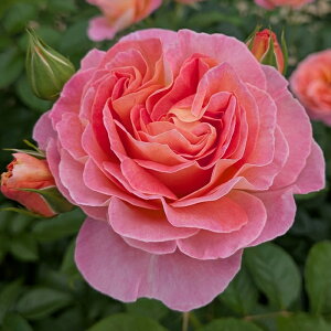 \̔ oc oc ^^E huK[VX[Y io^o蒆 KN ΂  o c sN kso 2{ȍ~