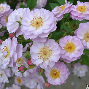 \̔ oc oc CA gDCNu[` KN ΂  o c sN kso 2{ȍ~