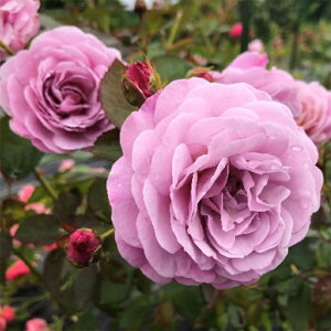 \̔ oc oc o| ̕îj io^o蒆 KN ΂  o c  kso 2{ȍ~