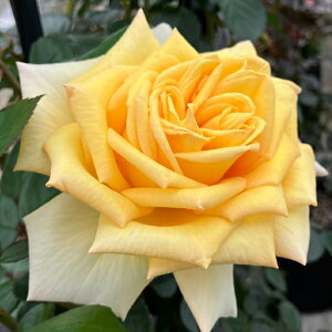 \̔ oc oc CA A\C io^o蒆 KN ΂  o c  kso 2{ȍ~