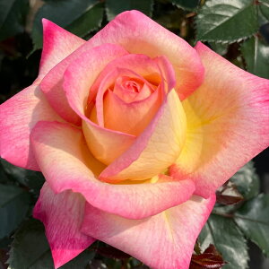 \̔ oc oc CA G`eBbhs[X io^o蒆 KN ΂  o c  sN kso 2{ȍ~