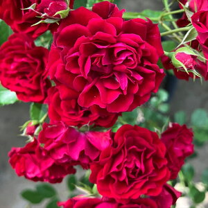 \̔ oc oc RfX N]VGb^ io^o蒆 KN ΂  o c  kso 2{ȍ~